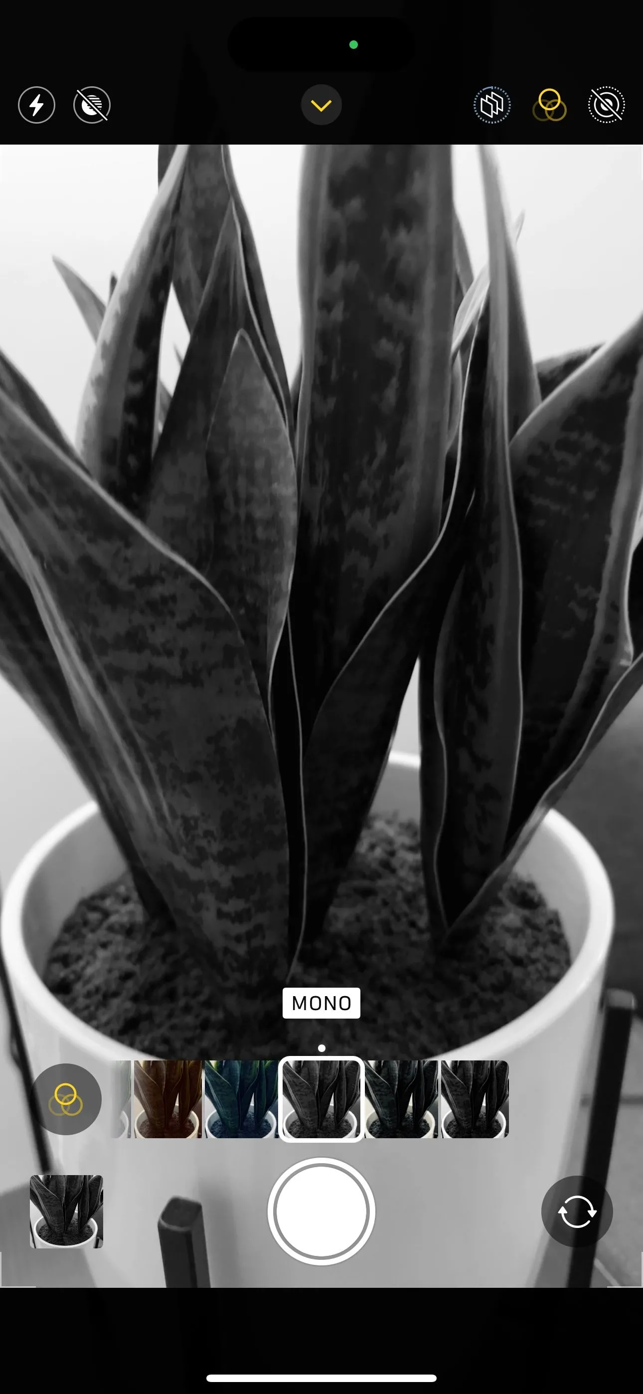 Ảnh cây xanh được chụp bằng chế độ lọc Mono trên ứng dụng camera iPhone, minh họa cách dùng filter