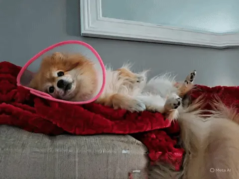 Ảnh GIF hoạt hình chú chó nằm trên ghế sofa đang quay đầu nhẹ