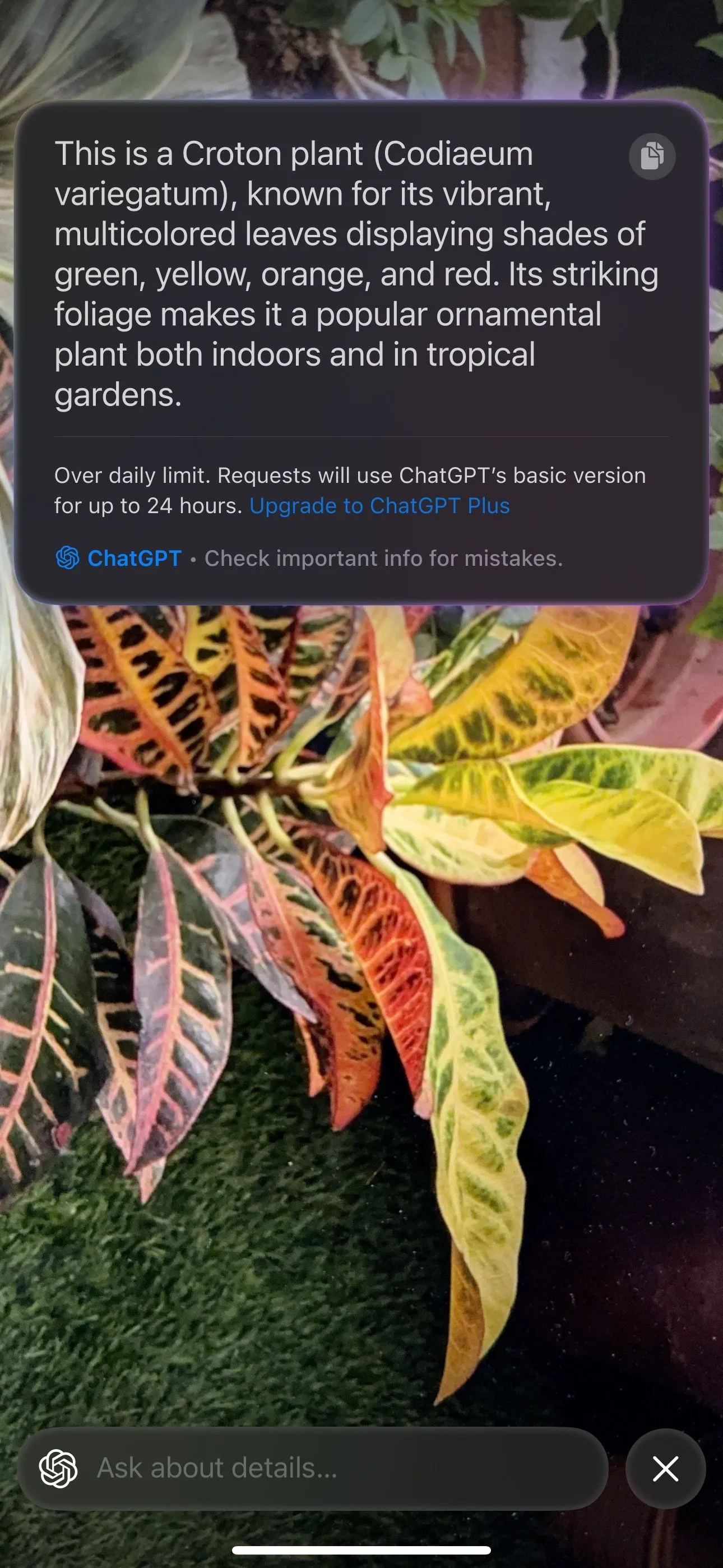 Giao diện Visual Intelligence của iPhone nhận diện loài cây thông qua camera