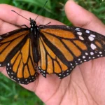 Một em bé nhẹ nhàng giữ một con bướm chúa (Monarch butterfly) với đôi cánh bị tổn thương, thể hiện sự quan tâm đến động vật hoang dã trong nhiếp ảnh bằng smartphone.