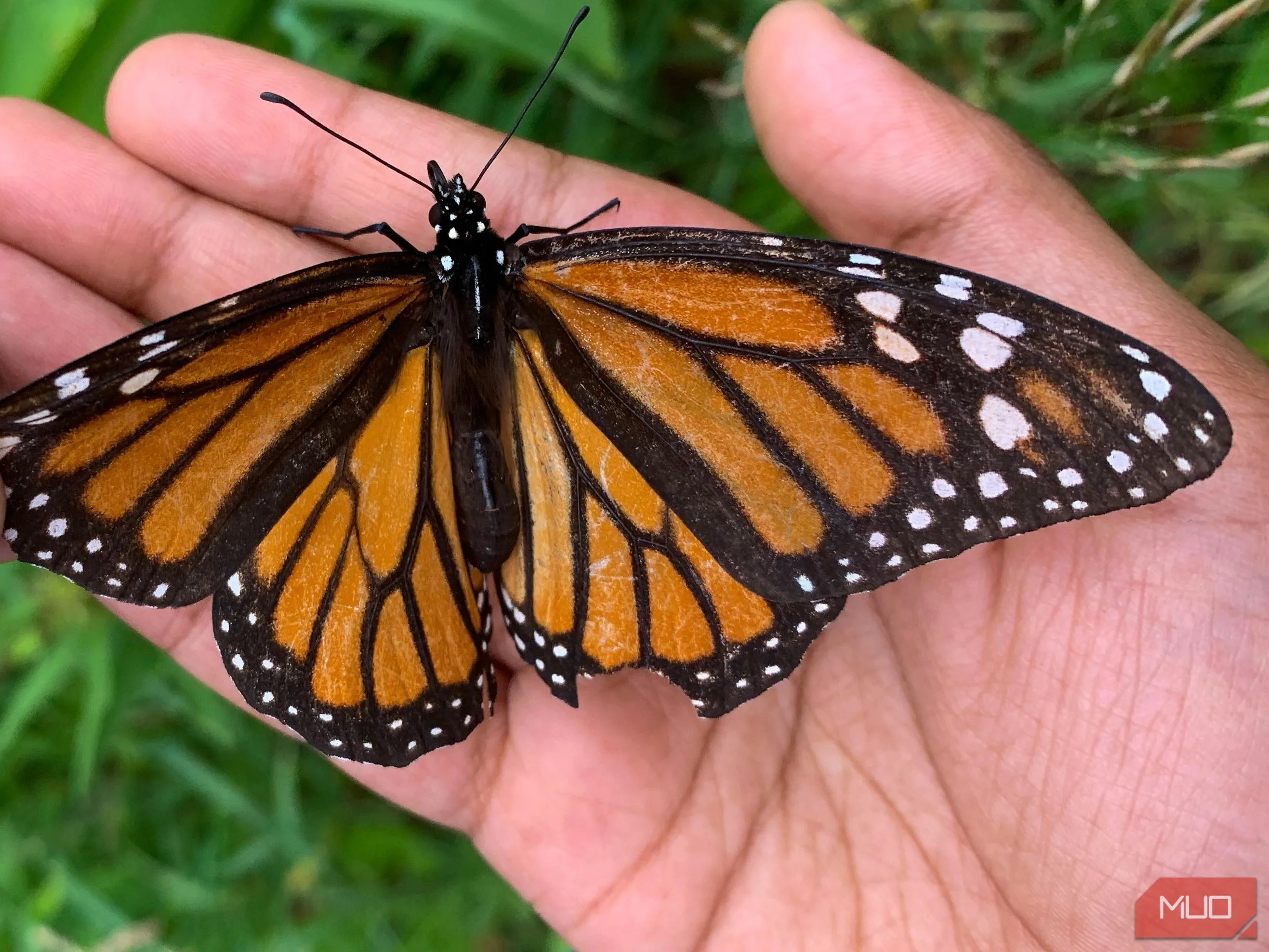 Một em bé nhẹ nhàng giữ một con bướm chúa (Monarch butterfly) với đôi cánh bị tổn thương, thể hiện sự quan tâm đến động vật hoang dã trong nhiếp ảnh bằng smartphone.
