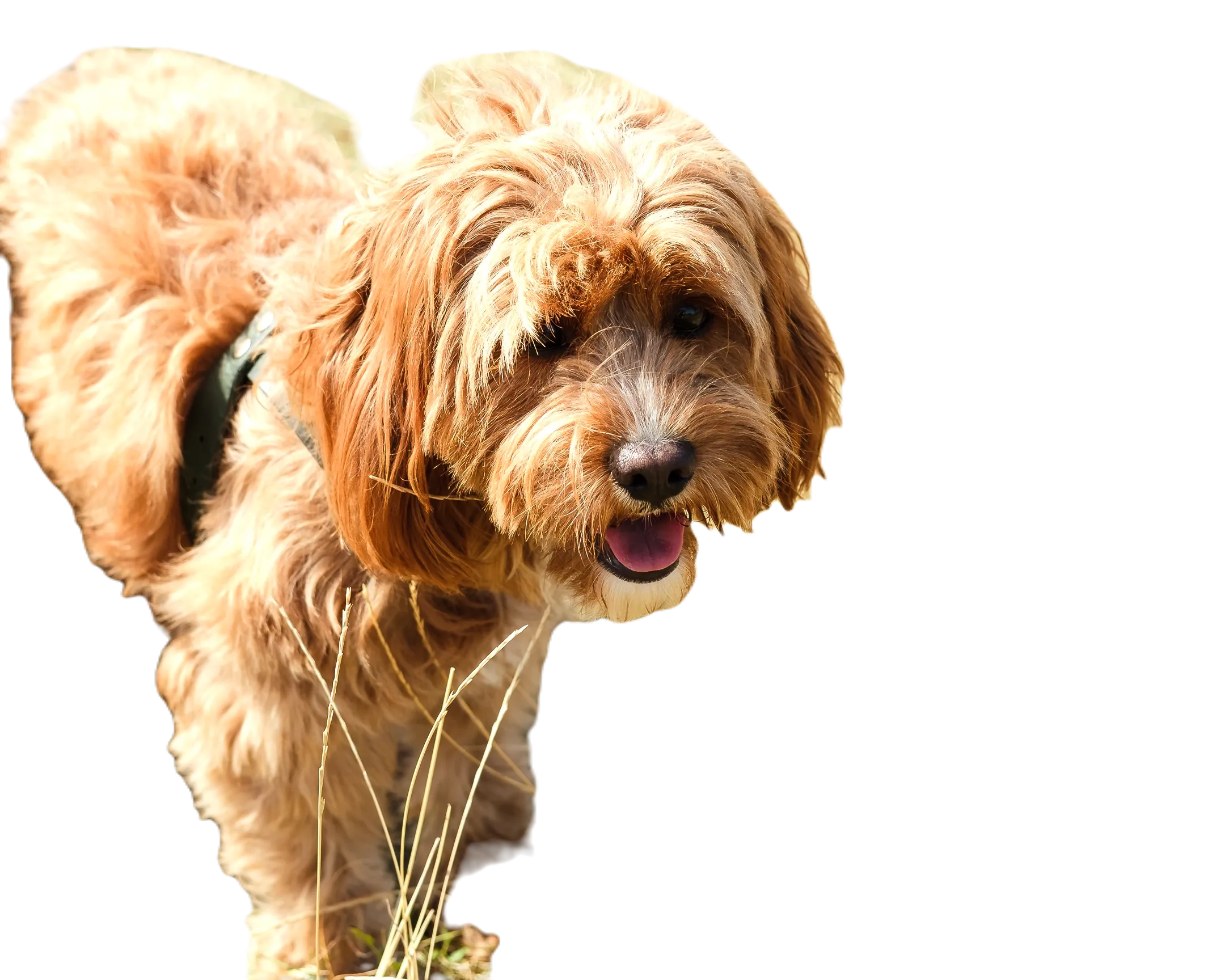Pixlr AI xóa nền ảnh chó: để lại nhiều chi tiết nền gần vật thể chính