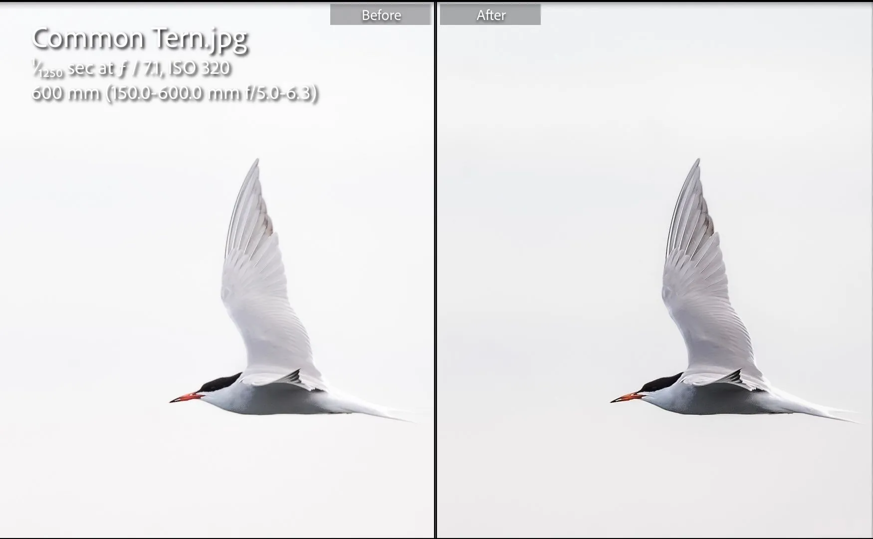 So sánh ảnh chim trước và sau khi chỉnh sửa trong Lightroom