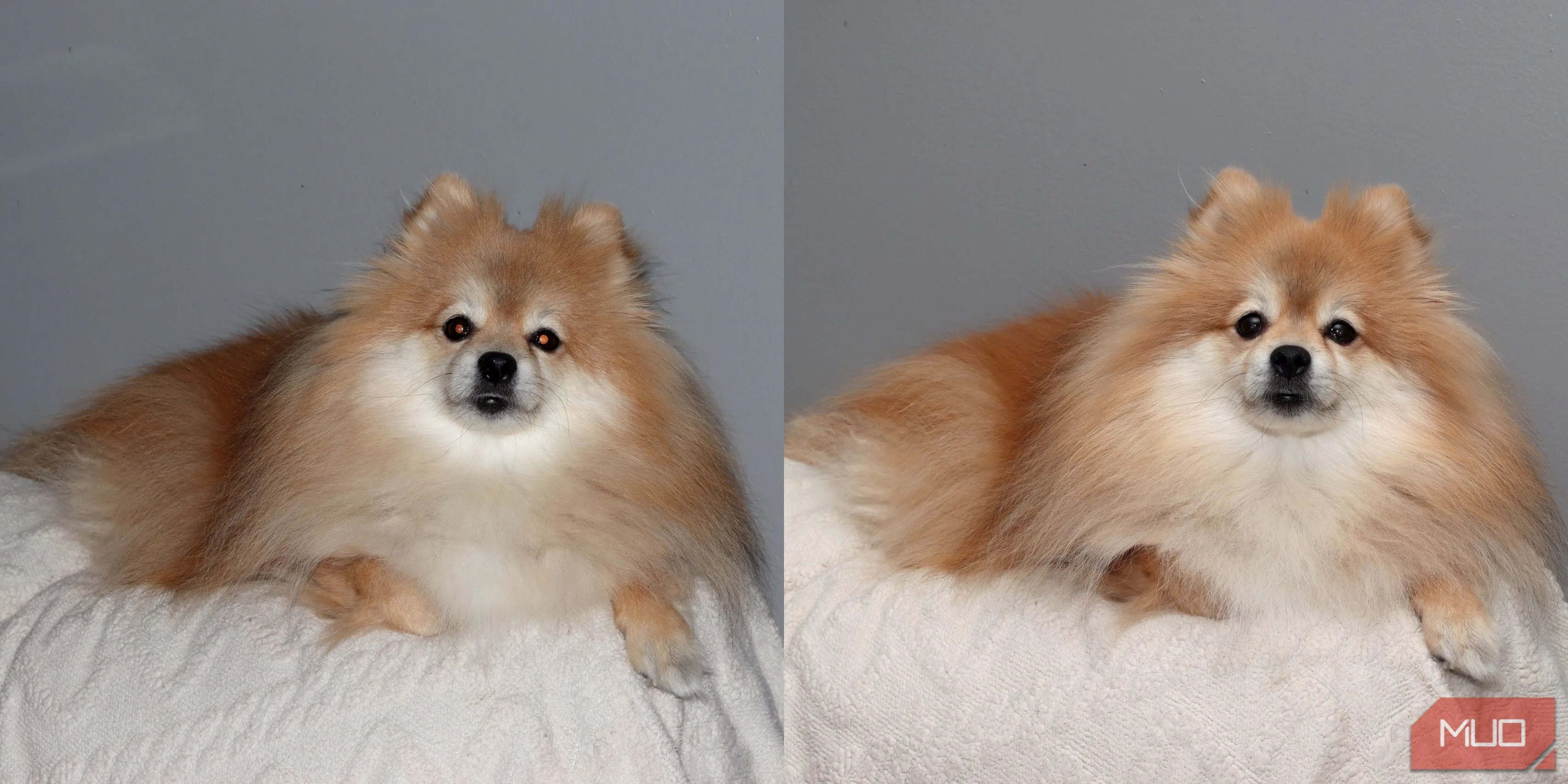 So sánh ảnh chú chó Pomeranian chụp bằng đèn flash tích hợp (trái) và đèn flash Godox VING (phải), cho thấy cải thiện đáng kể về ánh sáng và độ chi tiết