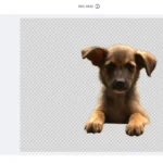 Xóa phông nền ảnh dễ dàng bằng công cụ AI như Canva Magic Eraser